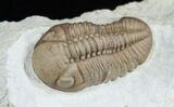 Lochovella (Reedops) Trilobite - Black Cat Mountain #1890-1